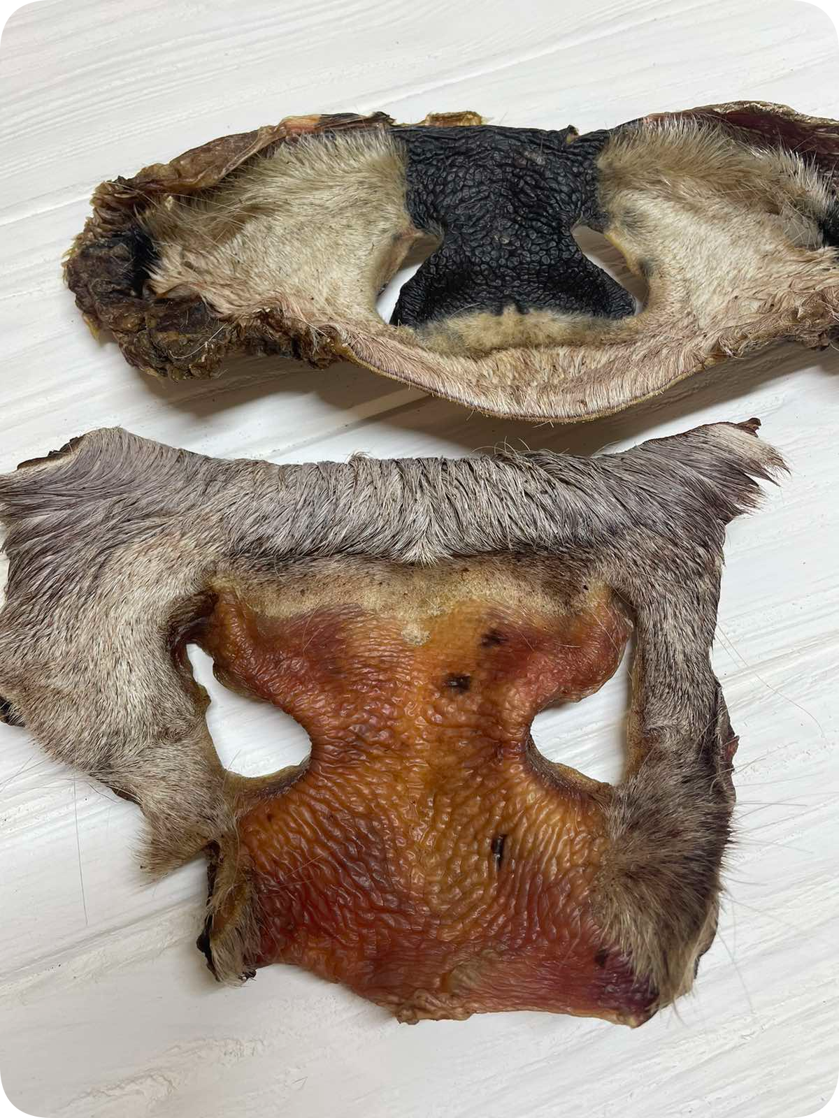 Мордочка (з шерстю)